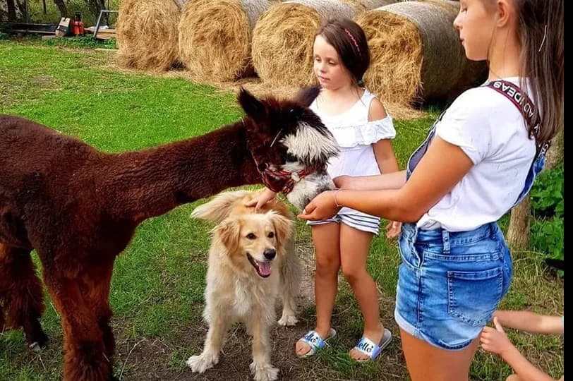 Zajęcia z alpakami w przedszkolu: Jak wspierają rozwój dzieci?